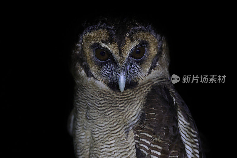 夜行鸟剪影:成年褐林鸮(Strix leptogrammica)